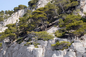 Fototapeta na wymiar Calanques d'En-Vau, falaises, rochers et pins parasols, vers Cassis, Bouches-du-Rhône, France