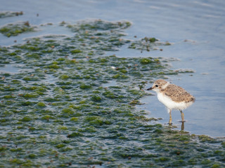 Little Kentish Plover chick standing in water, Portugal 