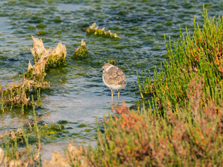 Little Kentish Plover chick standing in water, Portugal 