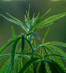 Wild hemp. Close-up. Young green plant