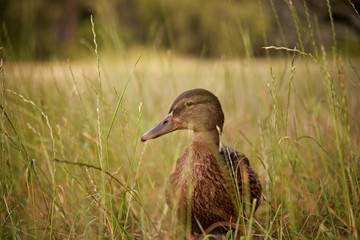 Female duck, Grass sharp and nice blurred background
