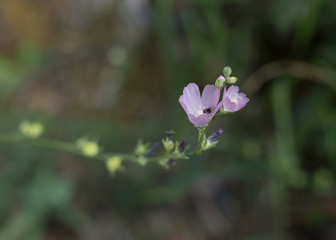flower with bug inside
