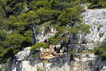 Calanques de Port-Miou vers Cassis, rochers, falaises et pins parasols, département des Bouches-du-Rhône, France