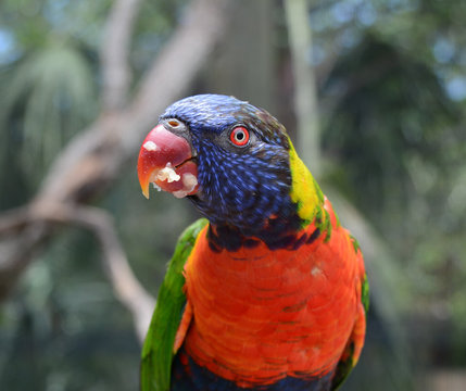 Parrot Eating Oats