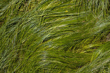 texture of thin and tall green grasses under the wind near the river bank