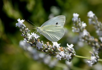 Kohlweißling auf weißem Lavendel