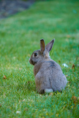 cute grey rabbit sitting on the grass and back facing you.