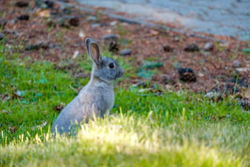 cute grey bunny standing on grassy field looking around