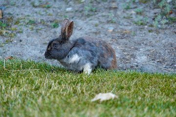 grey rabbit with white paw sitting on the green grassy field