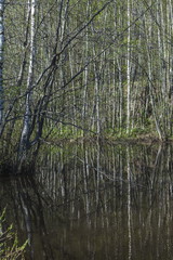 Obraz premium Black pond in the spring forest