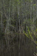 Obraz premium Black pond in the spring forest