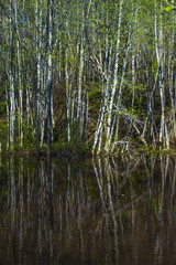 Black pond in the spring forest