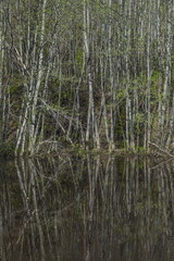 Obraz premium Black pond in the spring forest