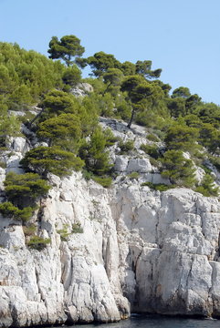 Calanques de Port-Pin vers Cassis, falaises et pins parasols, département des Bouches du Rhône, France