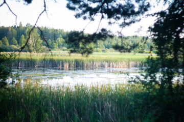 lake in the forest