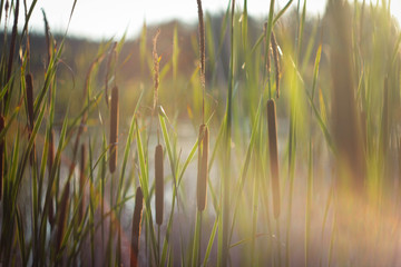 reeds at sunset