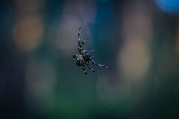 Macro shooting spider