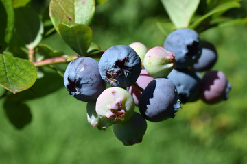 auch die Blaubeeren werden reif