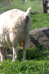 Fototapeta premium Milk udder of young white goat