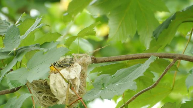 Young birds (chicken) of golden oriole sitting in the nest on the maple branch in the green forest. Female golden oriole feeds them with fat catterpillar.