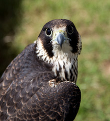 Peregrine Falcon Close Up View