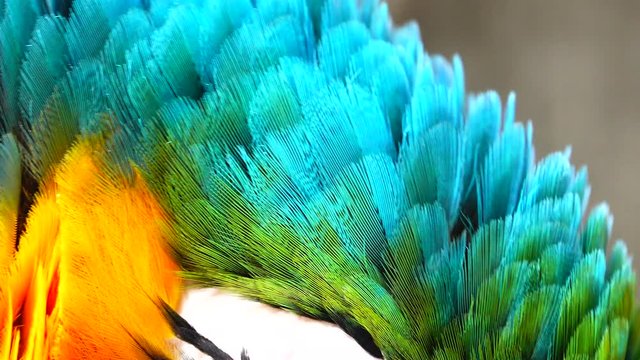 4K The eye blue and gold macaw