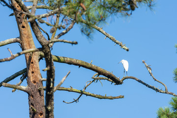 Bassin d'Arcachon (France), aigrette garzette