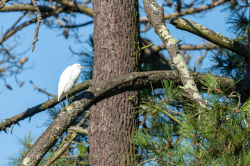 Bassin d'Arcachon (France), aigrette garzette
