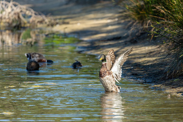 Bassin d'Arcachon (France), canard sauvage