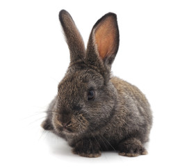 Obraz premium One gray rabbit.