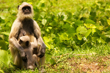 Mother and child in the jungle