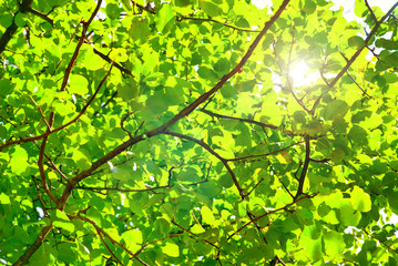 Fototapeta premium leaves background