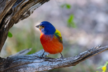 painted bunting