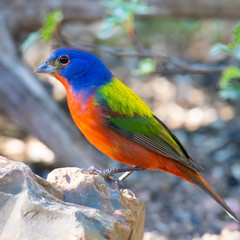 painted bunting