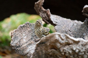 sparrow