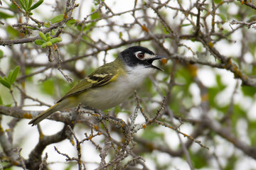 Fototapeta premium Black-capped Vireo