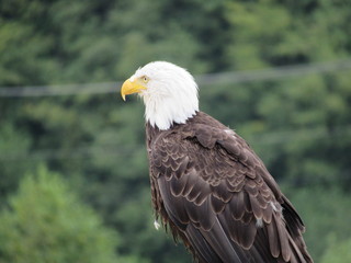 Eagle
