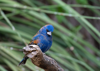 bird