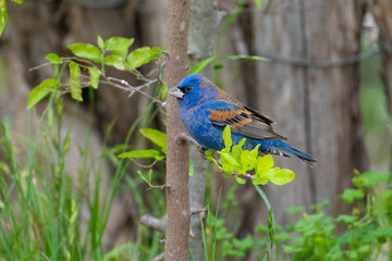 bird