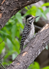 woodpecker