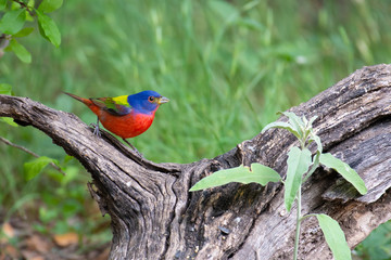 bird