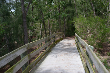 Bridge into the Woods