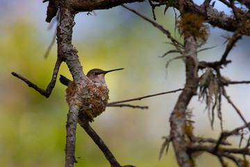 hummingbird