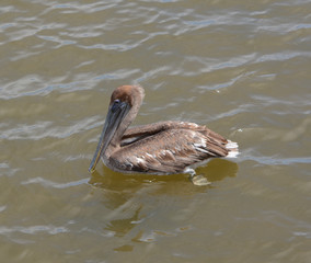 Pelican Looking for Food