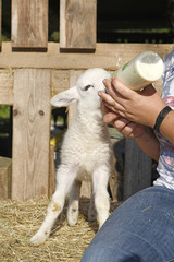 Fototapeta premium Flaschenlamm (Ovis gmelini aries) wird mit Milch gefüttert