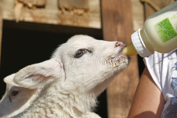 Fototapeta premium Flaschenlamm (Ovis gmelini aries) wird mit Milch gefüttert