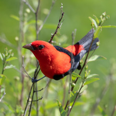 bird