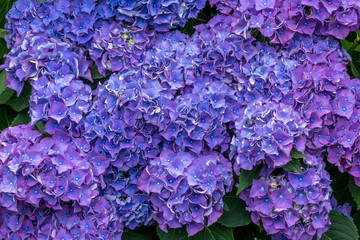 Fototapeta premium Hortensia