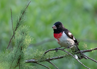 Fototapeta premium bird