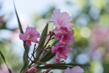 pink oleander in the garden